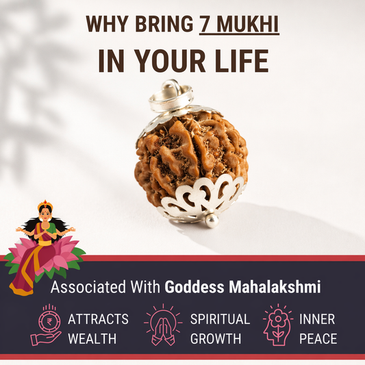 AUTHENTIC NEPALI 7-MUKHI RUDRAKSH - Saat Mukhi | For Wealth and Money